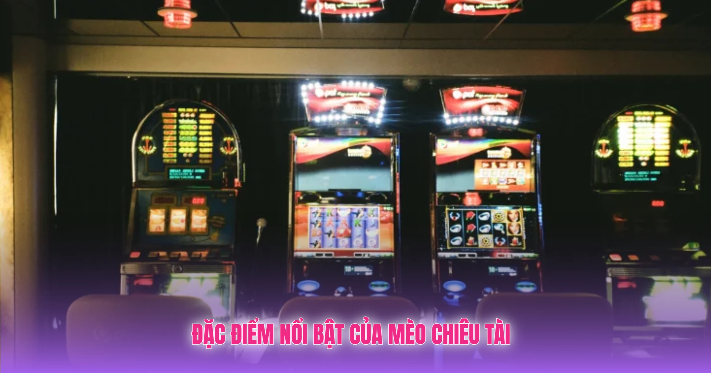 Đặc Điểm Nổi Bật Của Mèo Chiêu Tài